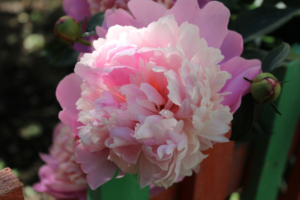 Пионы, г. Благовещенск