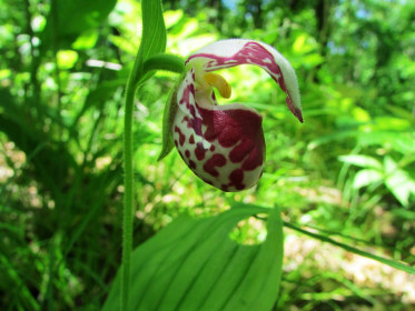 Венерин башмачок, г. Благовещенск
