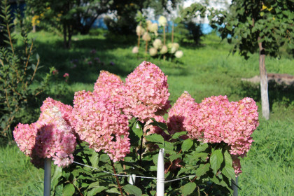 Гортензия в Благовещенске