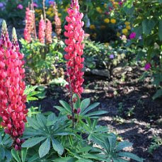 Люпин, г. Благовещенск