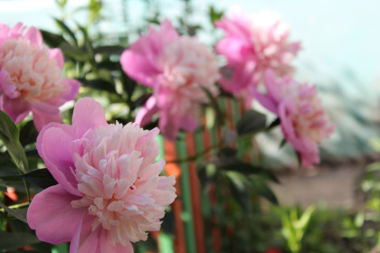 Пионы в Благовещенске