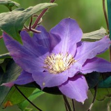 Клематис в Благовещенске