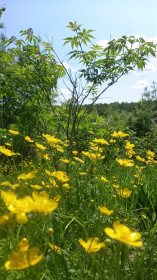 Лютики в Стойбе