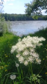 Василистник в Стойбе