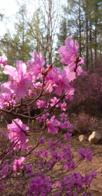 Рододендрон в Стойбе