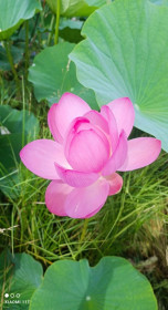 Лотосы в Липовке