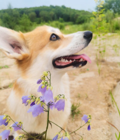 Колокольчики в полях Новотроицкого шоссе