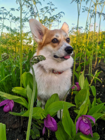 Венерин башмачок и корги Кира в лесу близ Белогорья