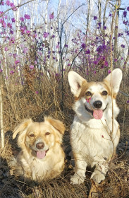 Багульник и двое из ларца в Чигирях