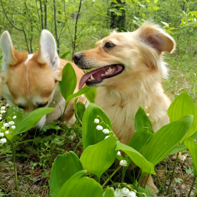 Ландыши в сосновой роще Чигири