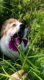 Ирисы в полях Новотроицкого шоссе