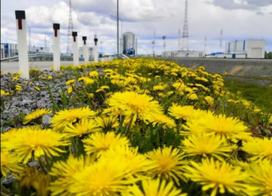 одуванчики на космодроме Восточный