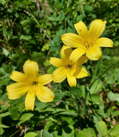 Саранки в Моховой Пади