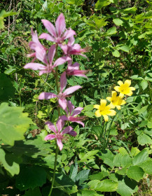 Саранки возле Моховой Пади