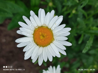 Ромашка в Варваровке