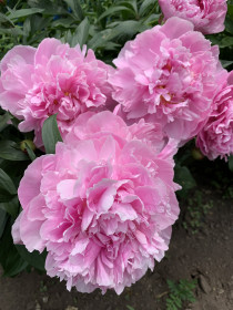 Розовый пион в г. Благовещенск