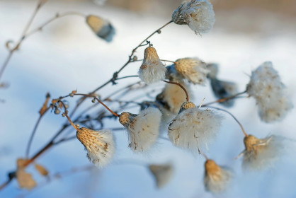 Бодяк полевой, п. Моховая Падь