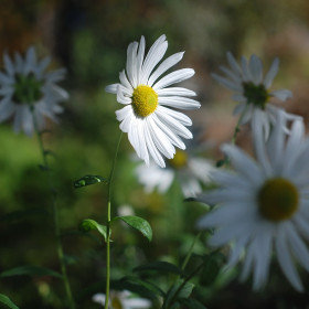 Ромашка, г. Благовещенск