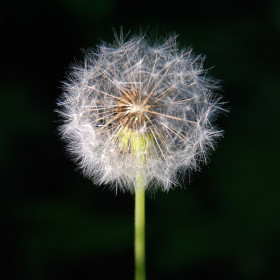 Одуванчик, г. Благовещенск