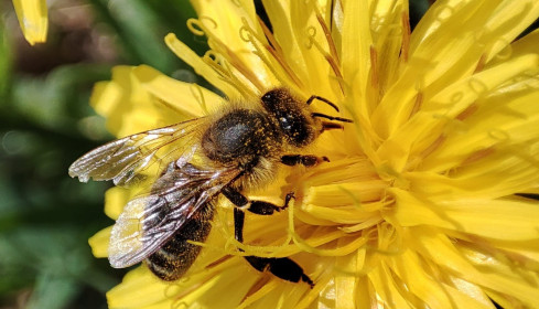 Одуванчик в Благовещенске