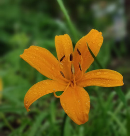 Лилия в Благовещенске