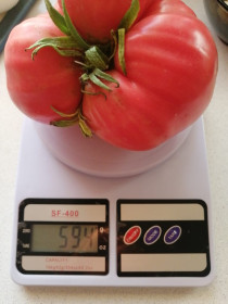 Чудо-юдо помидор из Талакана!