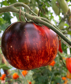 Ты просто космос, благовещенский томат!