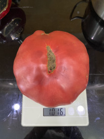 Томат-великан из Малой Сазанки!