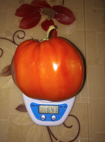 Бомнакский рекордсмен