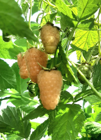 Желтая вкуснятина Февральска