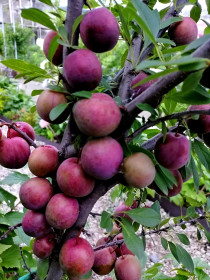 Сливовая гроздь чигиринская