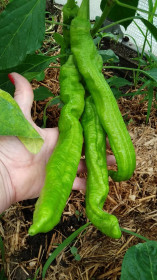 Бородатые, но сладкие перцы в Чигирях