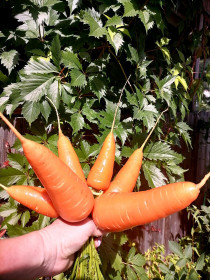 Букетик  шлю из Чигирей