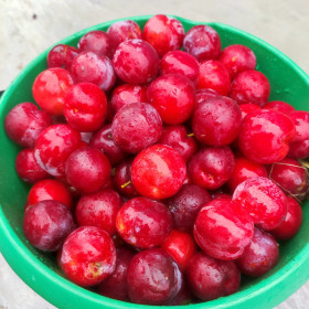 Мясистые и сладкие сливки из Чигирей