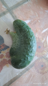 Странные огуречики из Шимановска