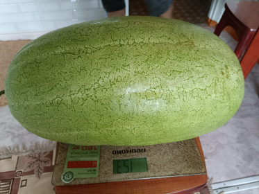 Огромный арбуз из села Тамбовка