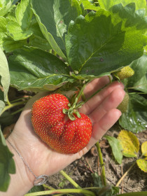 Клубничка из Егорьевки