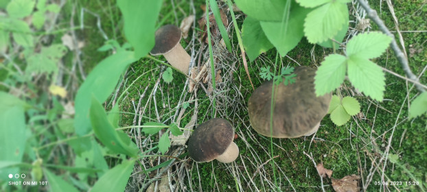 Грибочки в селе Калинино