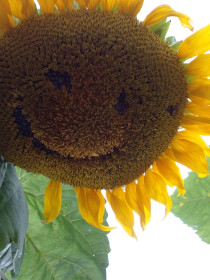 Трям...Здравствуйте! Благовещенск, с Садовое