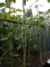 Зеленые серёжки из с Садового