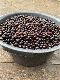 Смородина из с.Муравьёвка