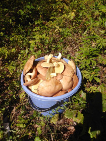 Первая партия маслят из Верхнеблаговещенского