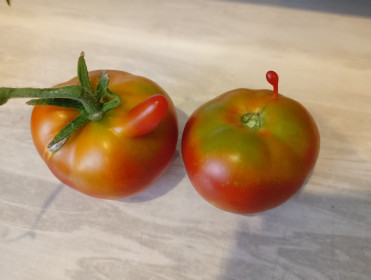 Помидорки выращены с любовью. Уркан