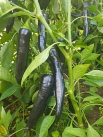 Четыре черненьких чертенка из Шимановского округа