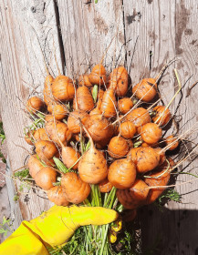 Круглая морковь? Почему бы и нет