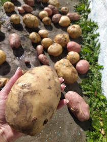 Суперкартошка в Тыгде