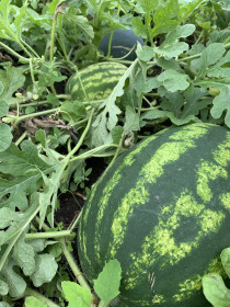 «Полосатики» из с. Муравьёвка