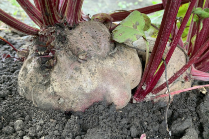 Чудо-юдо свекла из с. Муравьёвка