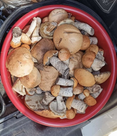 Ведро подосиновиков из с. Муравьёвка