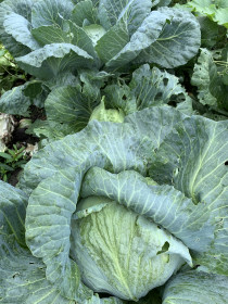Шикарная капуста из с. Муравьёвка